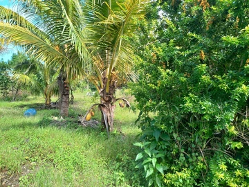 Terrain Agricole